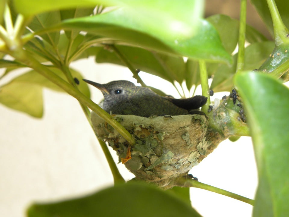 hummingbird-in-nest