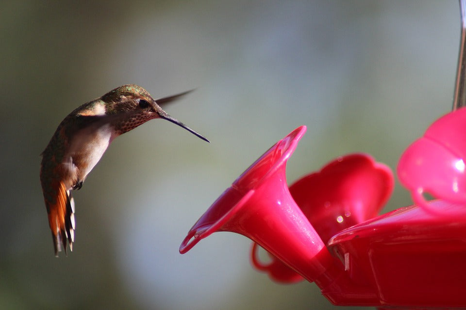 hummingbird-on-backyard-feeder