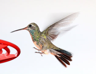  hummingbird-on-feeder