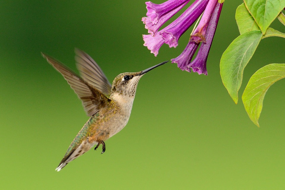 hummingbird-pollinating