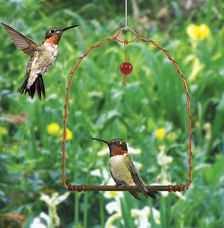  hummingbird-swing