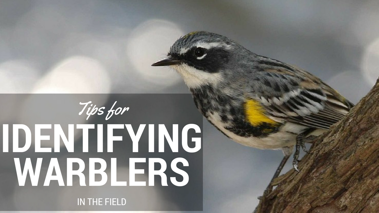 Bob’s Essential Tips for Spotting Warblers This Spring & Summer ...