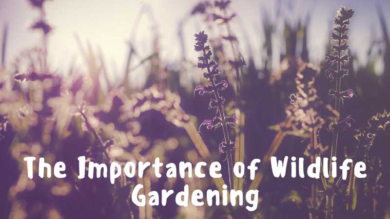 the-importance-of-wildlife-gardening