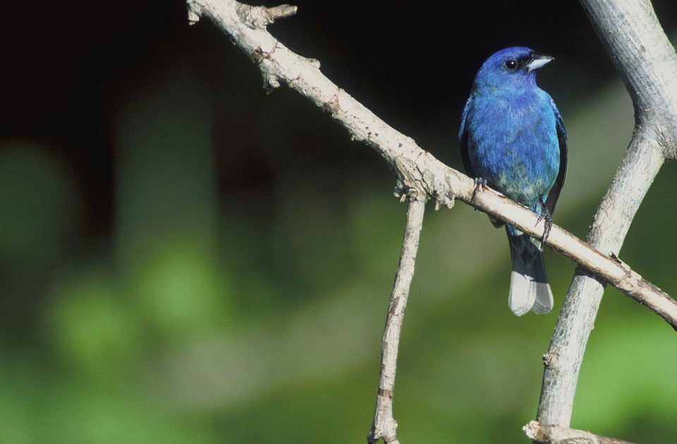 indigo-bunting