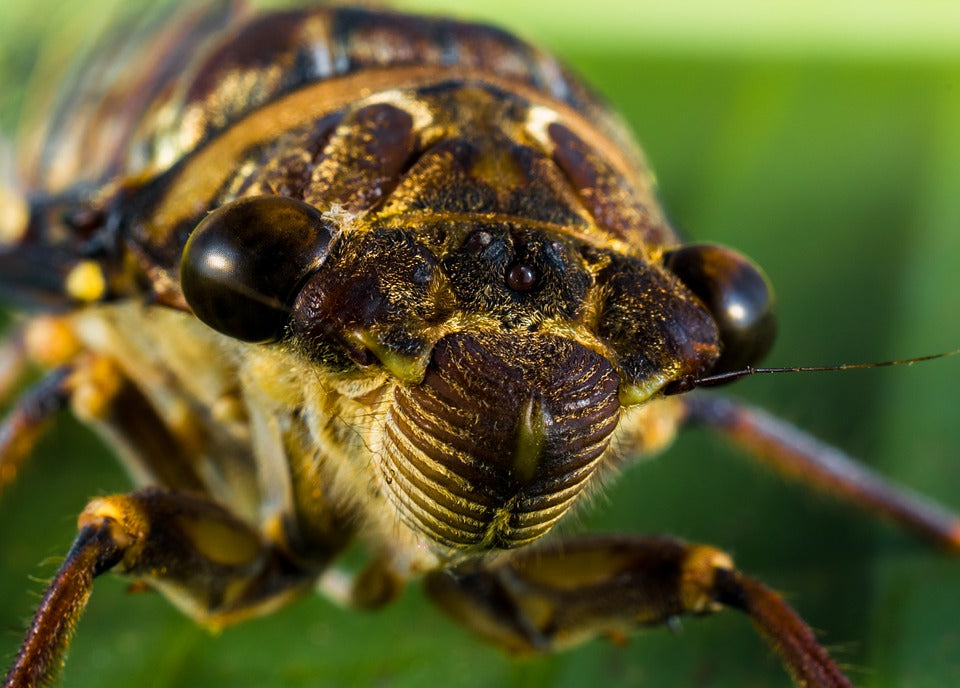 insect-up-close