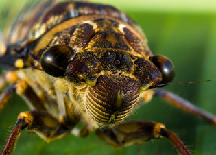  insect-up-close