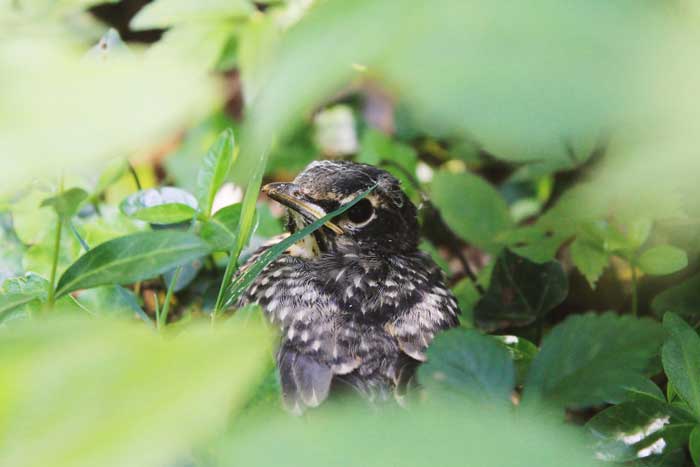 juvenile-robin-in-the-grass