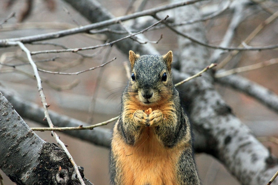 keep-squirrels-out-of-bird-feeders