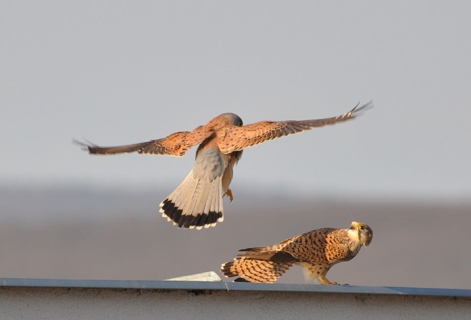 kestrels-mating