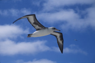  laysan-albatross