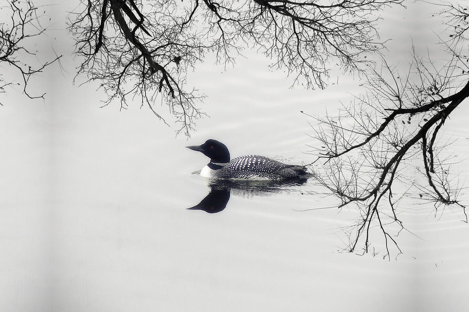 common-loon