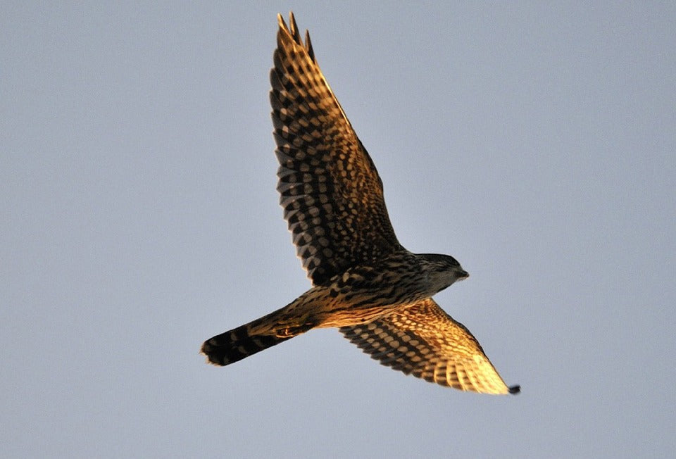 merlin-in-flight