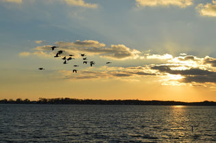  migrating-birds-over-a-lake
