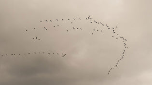  migratory-birds