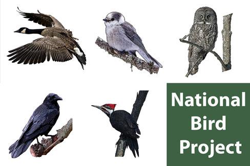 national-bird-project