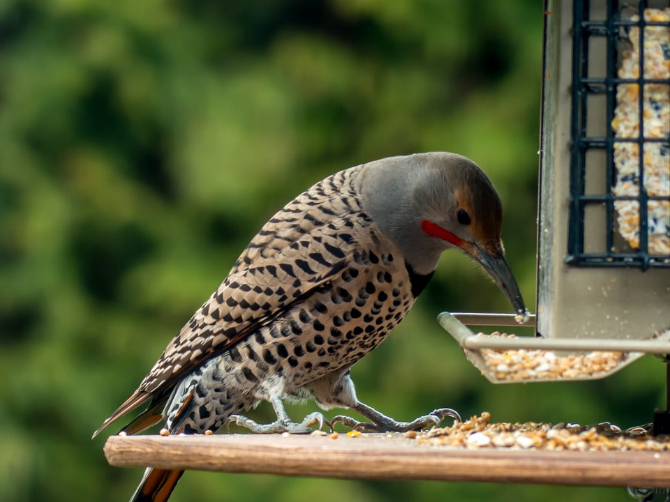 northern-flicker-feeding