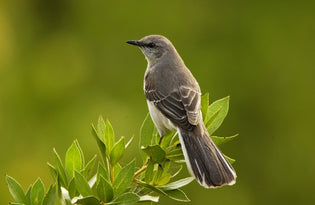  northern-mockingbird