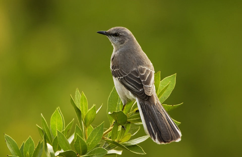 northern-mockingbird