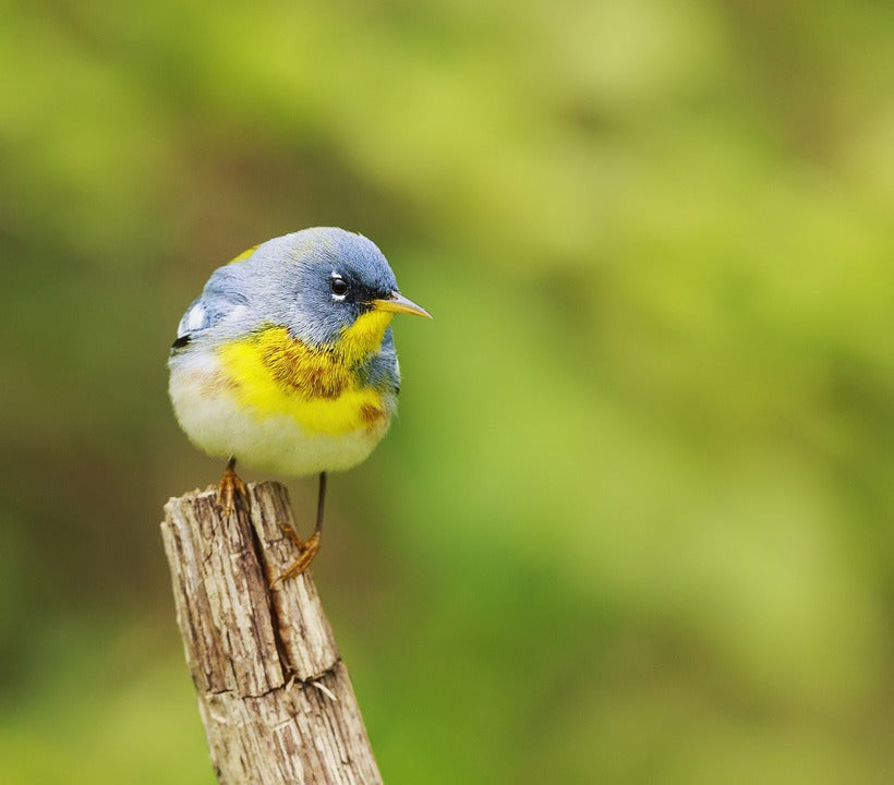 northern-parula