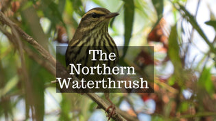  northern-waterthrush