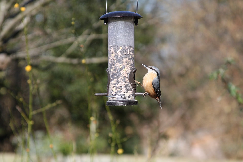 The Toxins Infiltrating the Bird Seed Industry