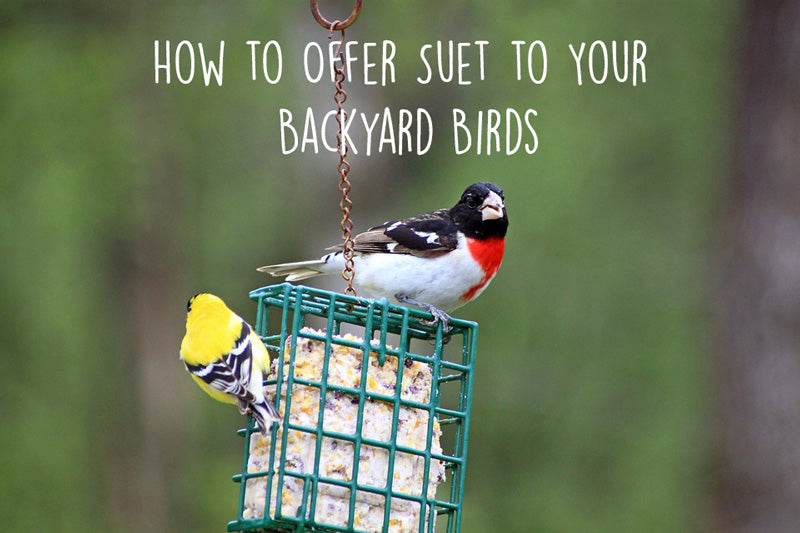 offering-suet-to-backyard-birds