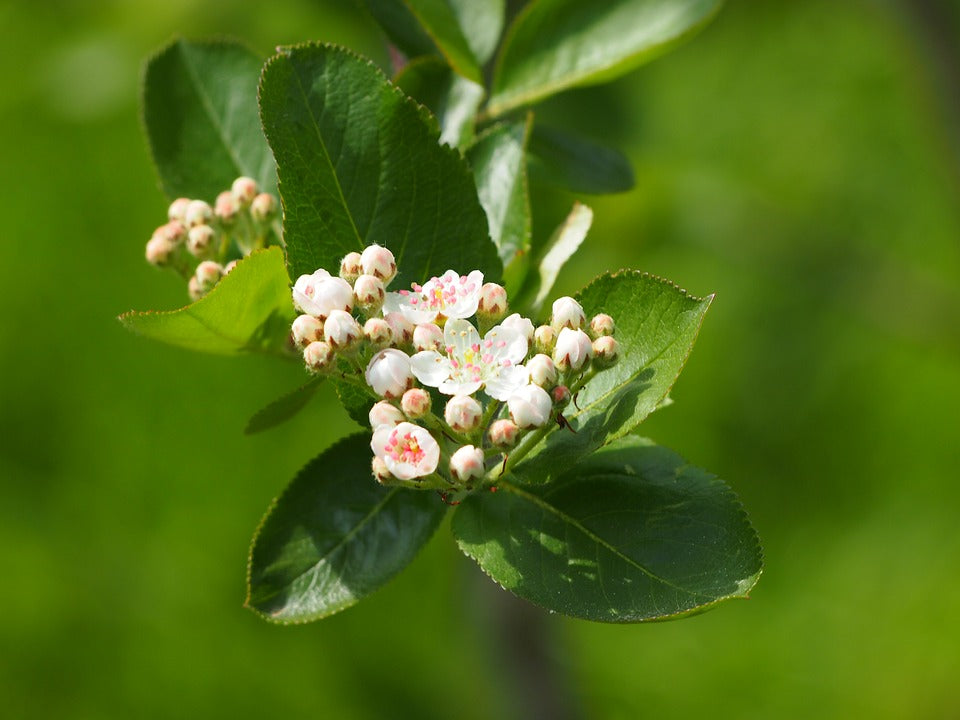 Ontario-chokecherry