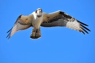  osprey-in-flight