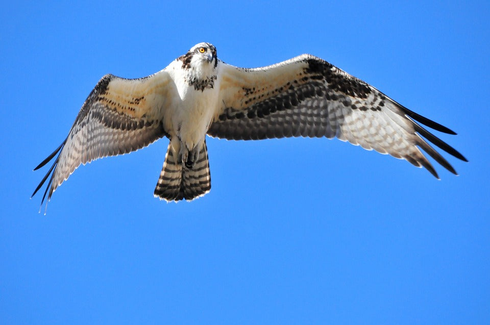 osprey-in-flight