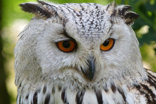  owl-head