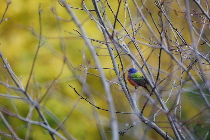 painted-bunting-New-York-City