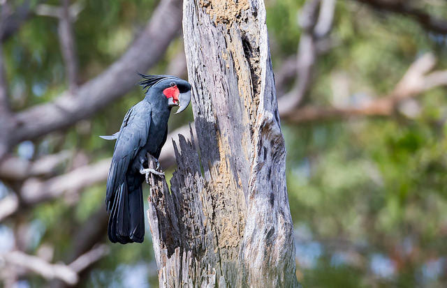 palm-cockatoo