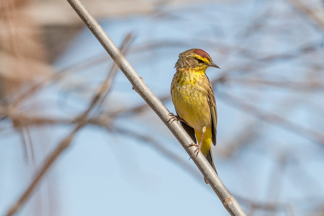 palm-warbler