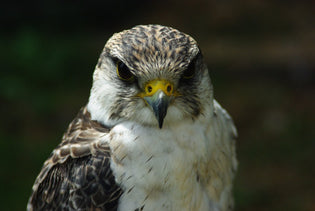  peregrine-falcon