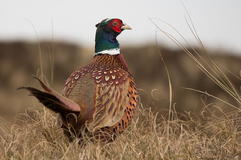 ring-necked-pheasant