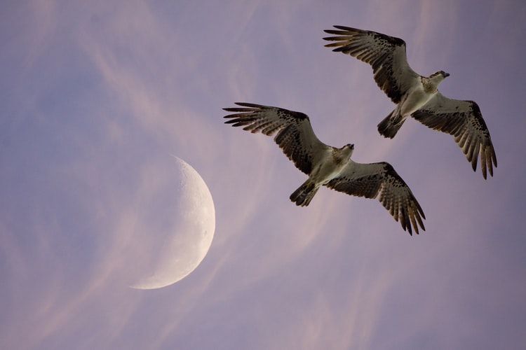 two hawks flying in the sunset under the moon