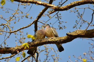  pigeon-courting