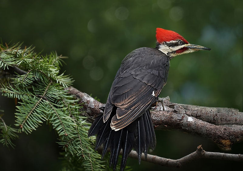 pileated-woodpecker