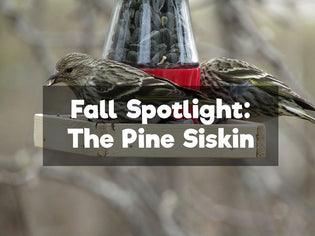  Fall Spotlight – The Pine Siskin