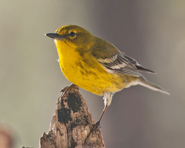 Essential Tips for Identifying Fall Warblers – Gilligallou Bird