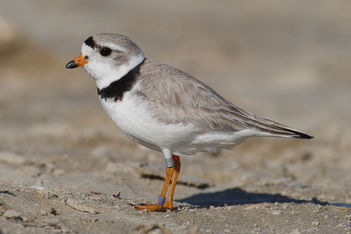 piping-plover