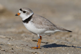  piping-plover