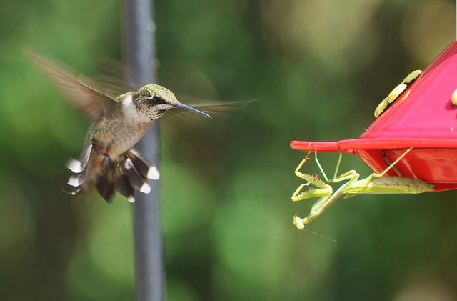 Believe it or not, Praying Mantis Prey on Birds