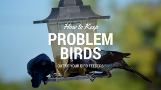  dealing-with-problem-birds-at-feeders
