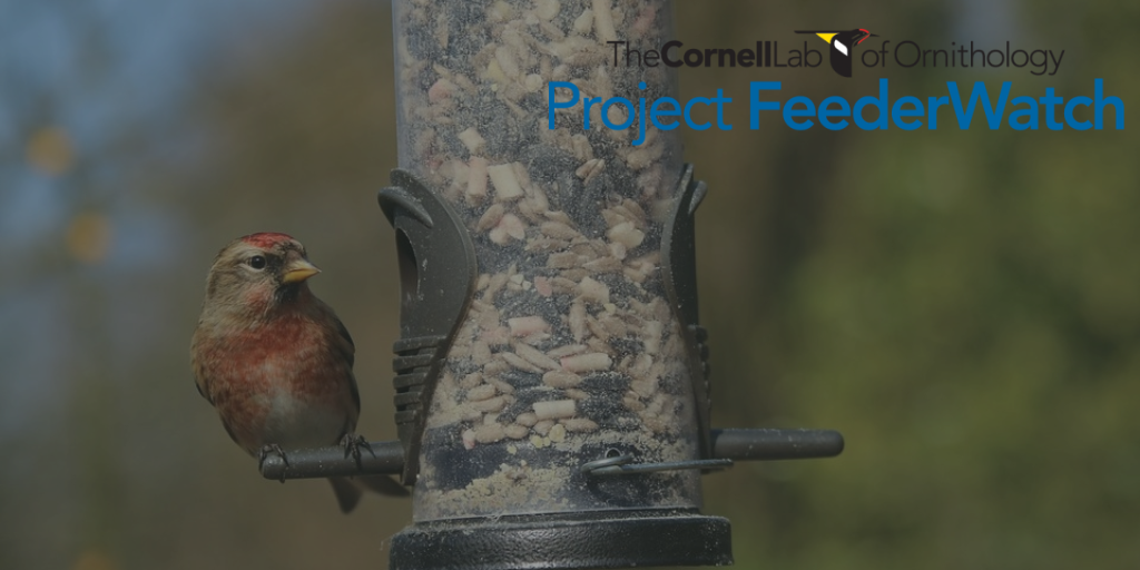 project-feederwatch