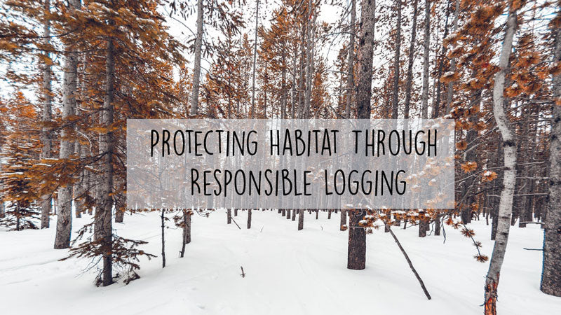 Protecting Habitat Through Responsible Logging