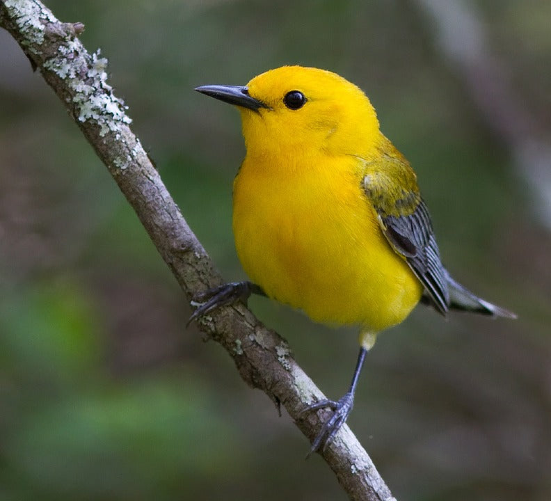 Prothonotary-warbler
