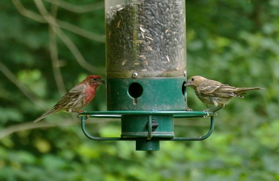 purple-finch-on-feeder