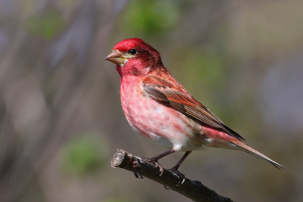 purple-finch