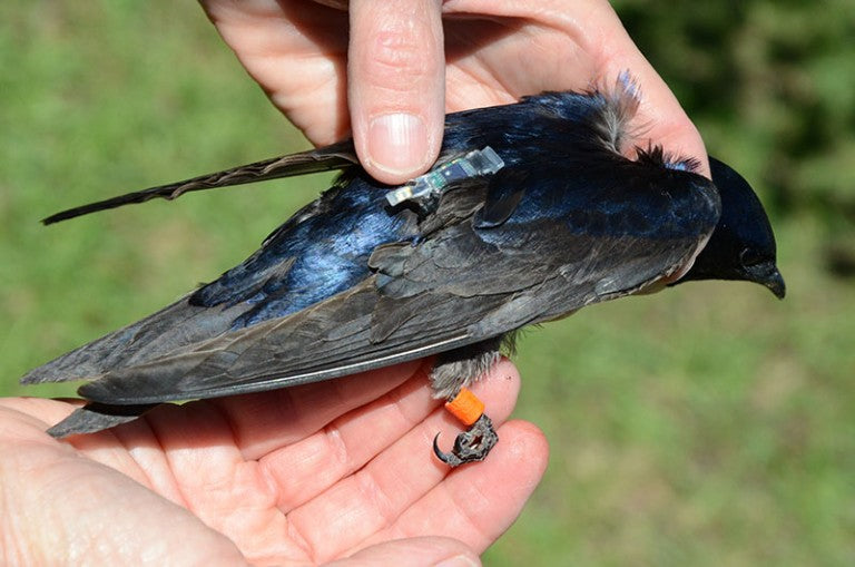 purple-martin-with-GPS-backpack